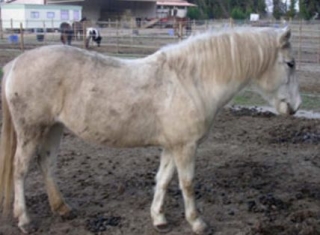 Compra y venta de caballos St Etienne du Gres 